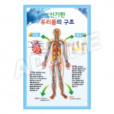 신기한우리몸의구조